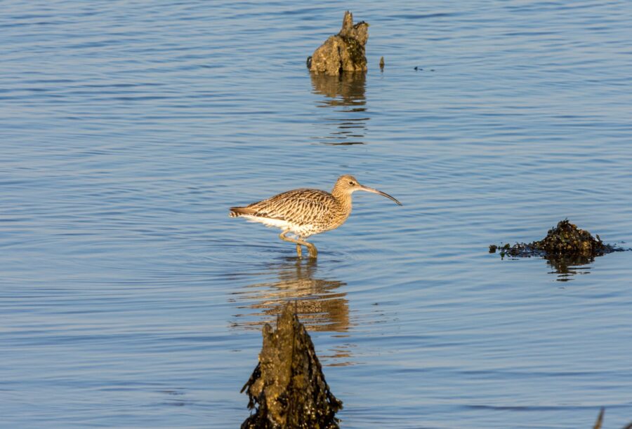 A curlew being surveyed
