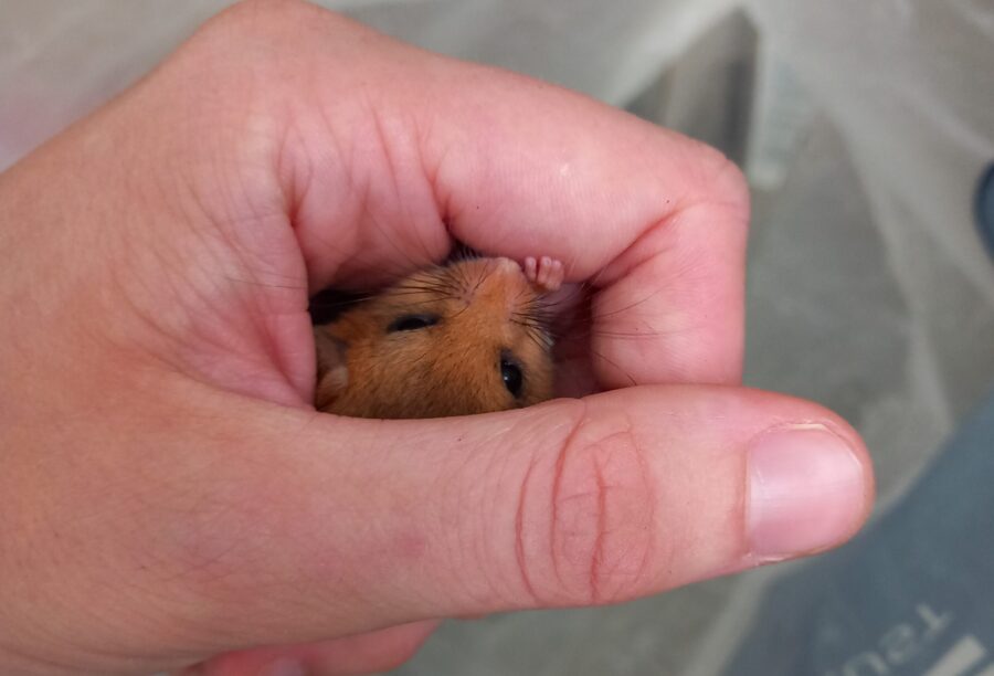 A dormouse being handled by an ecologist