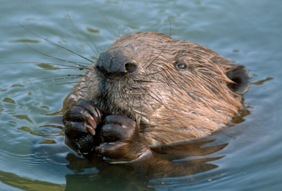 Eurasian beaver being surveyed