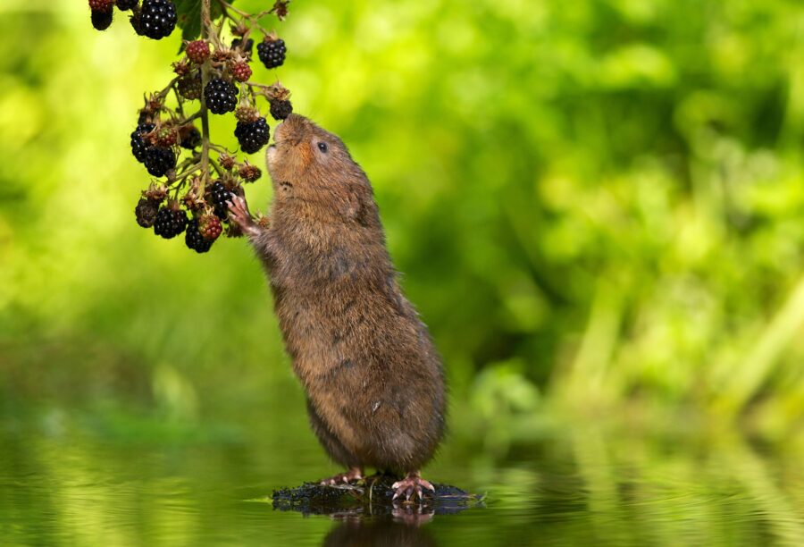 A water vole being surveyed