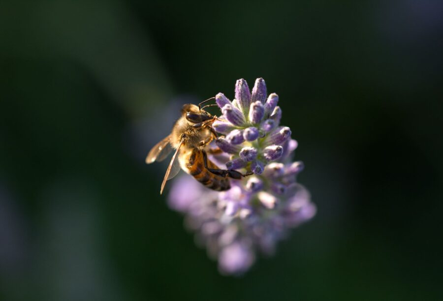 A honey bee being surveyed